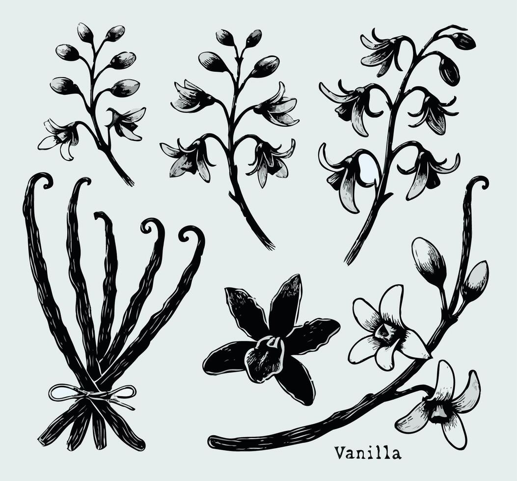 Adobe Illustrator Artwork. Vanilla Plant Illustration. Hand drawn black and white line illustration of including various elements such as branch with leaves and flowers vector