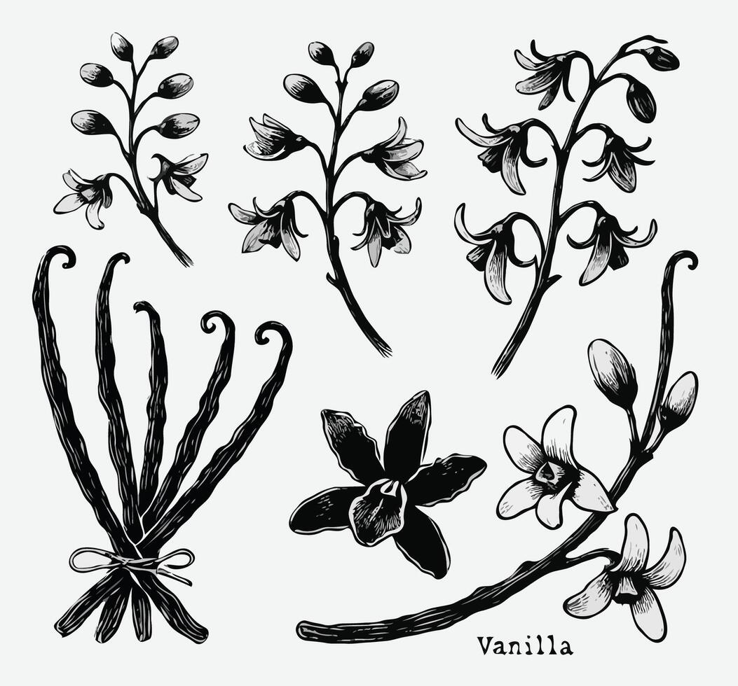 Vanilla Plant Botanical Illustration, Hand drawn black and white line illustration of including various elements such as branch with leaves and flowers vector