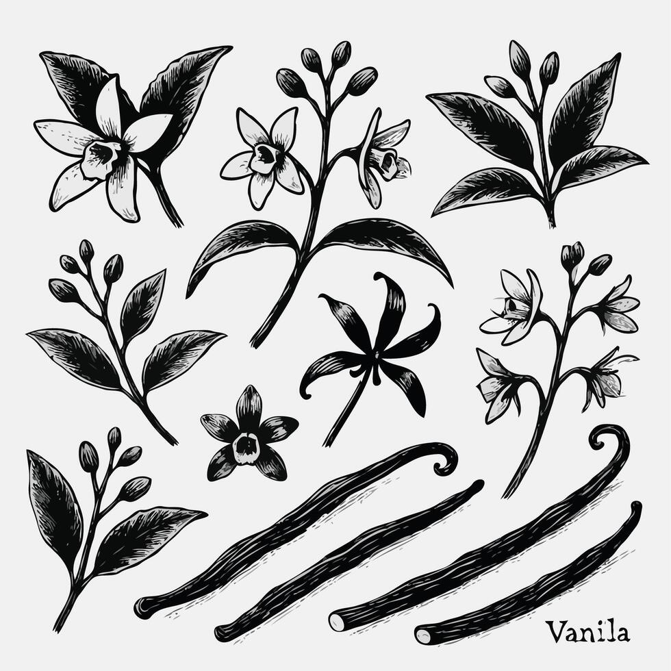 Vanilla Plant Botanical Illustration, minimalistic, stylized, hand drawn black and white line illustration Plant including various elements such as branch with leaves and flowers cut in half vector