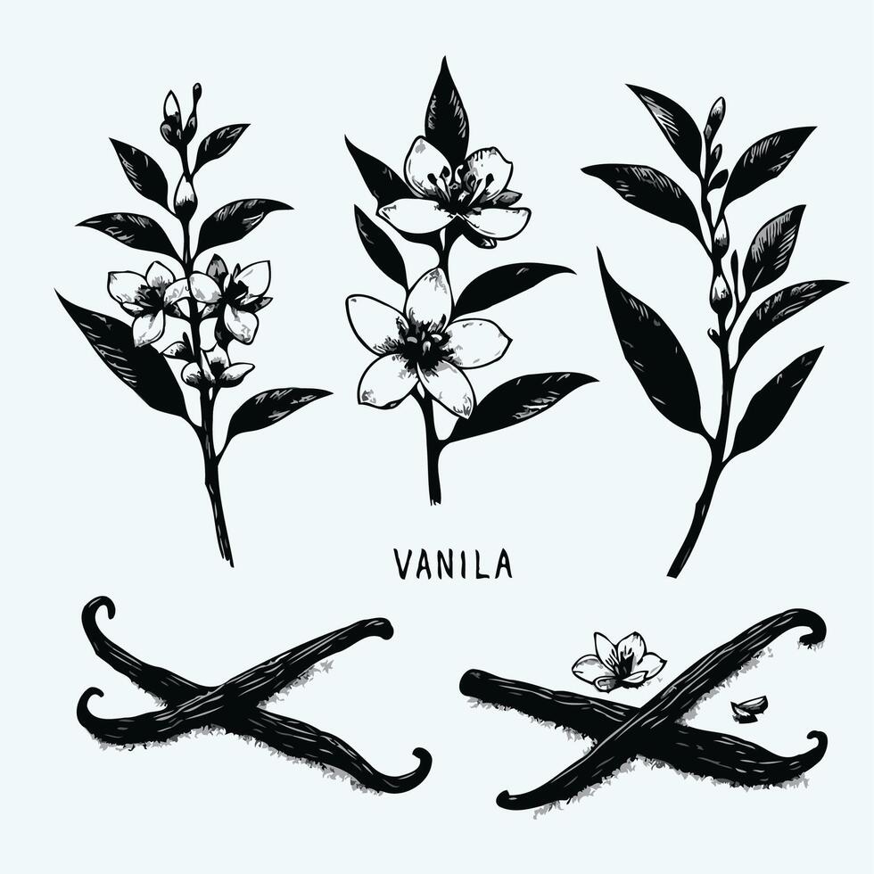 Adobe Illustrator Artwork, Vanilla Plant Illustration. Plant including various elements such as branch with leaves and flowers cut in half vector