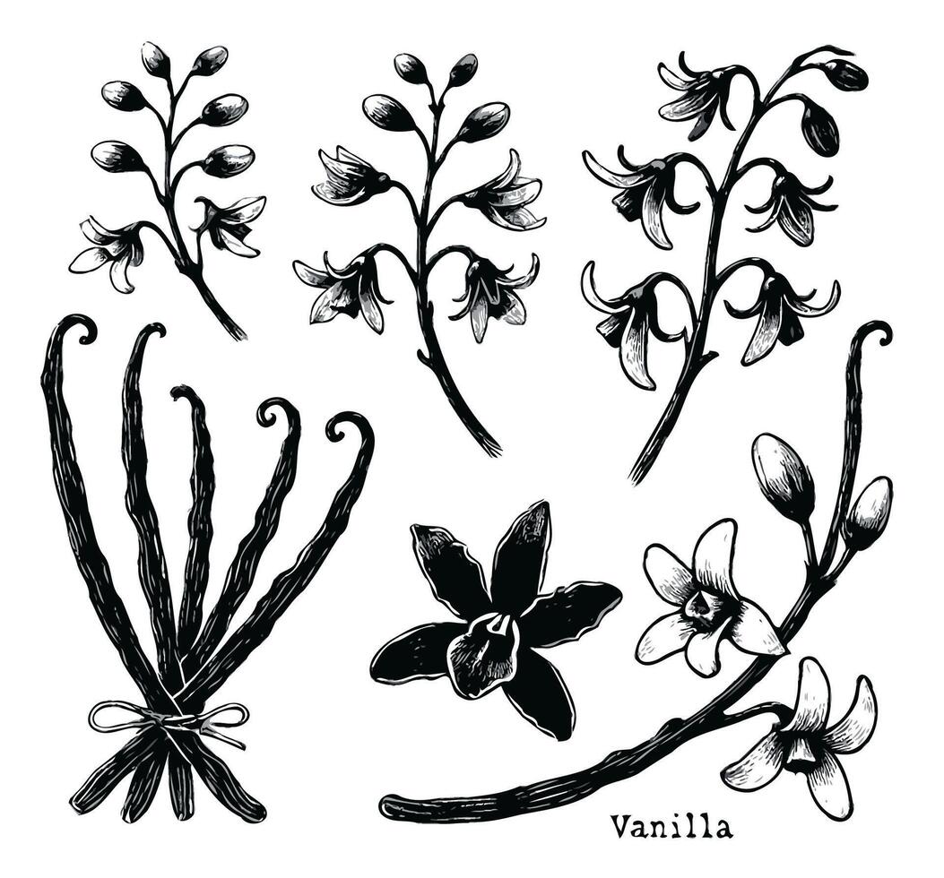 Vanilla pods and flowers set, vintage line drawing or engraving illustration. Vanilla pods and flowers set, vintage line drawing or engraving illustration. vector