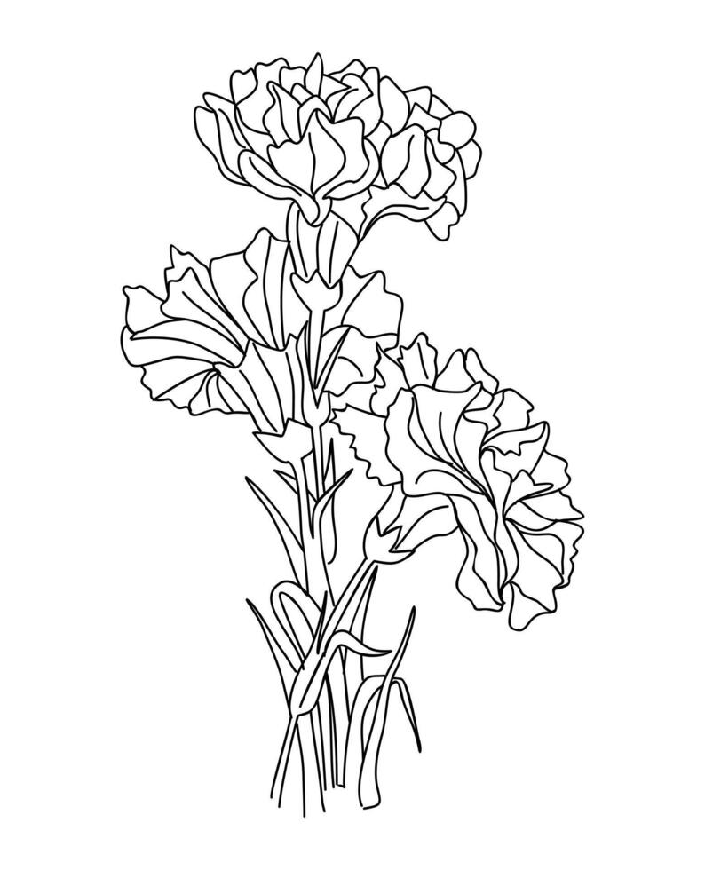 Carnation January birth month flower line art vector