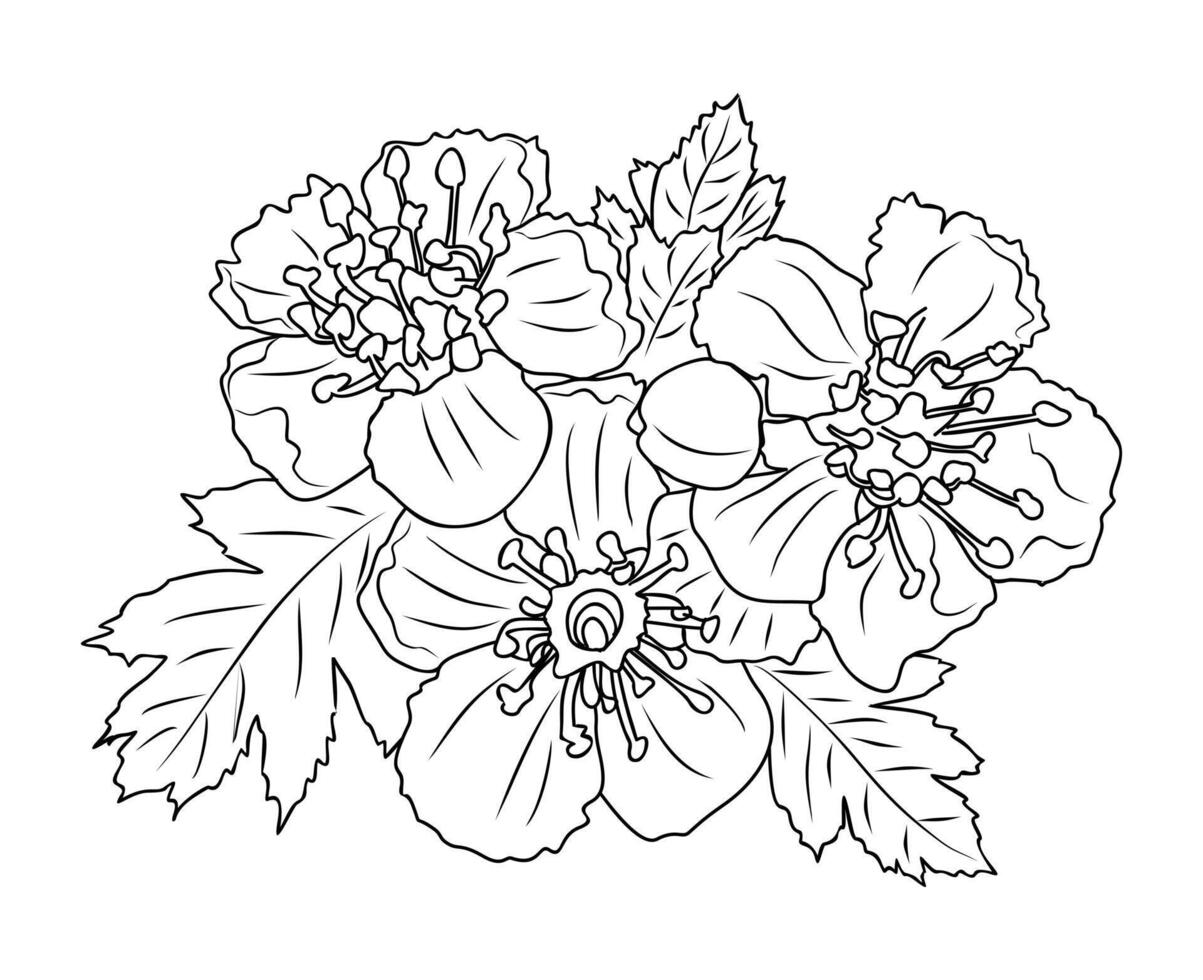 Hawthorn May birth month flower line art vector