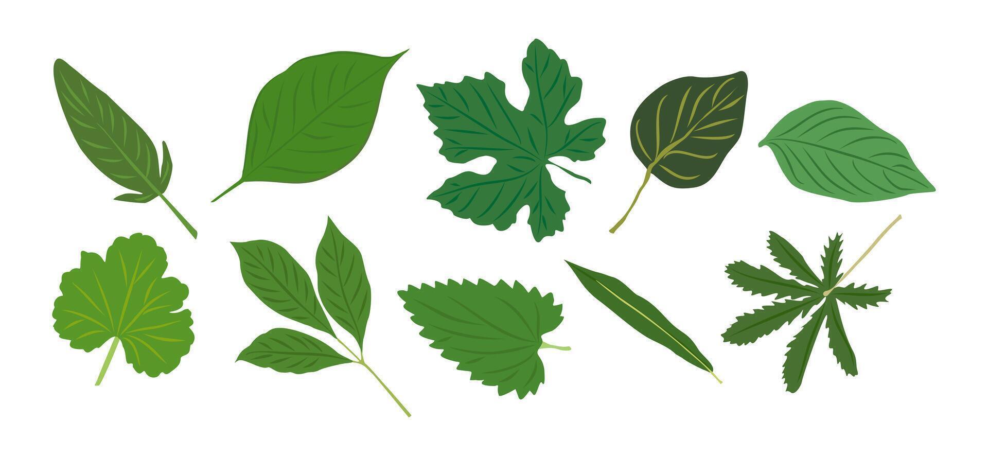 Green leaves illustrations set. Collection of fresh green leaves different shapes. Flat Design elements isolated on white background. vector
