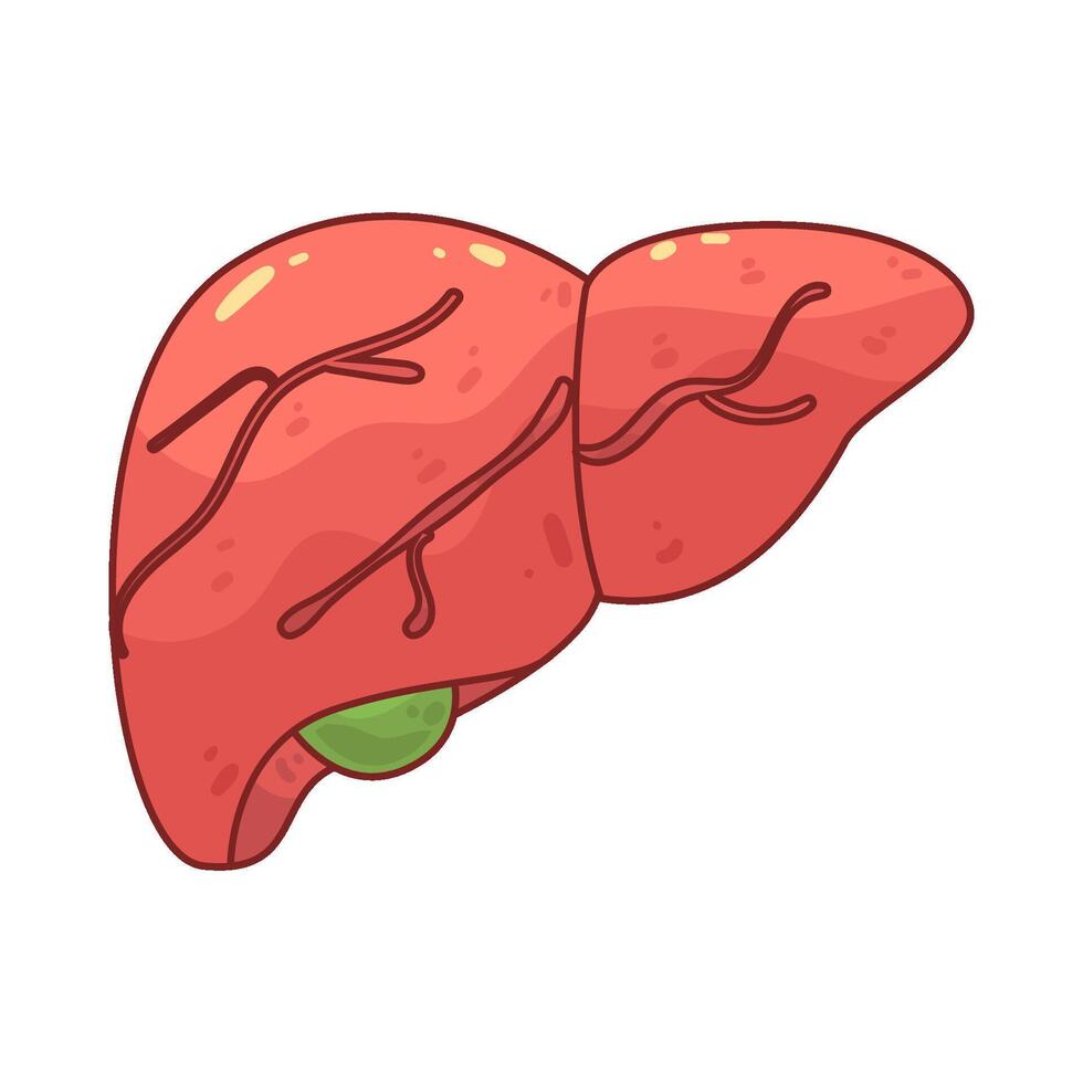 human liver illustration vector