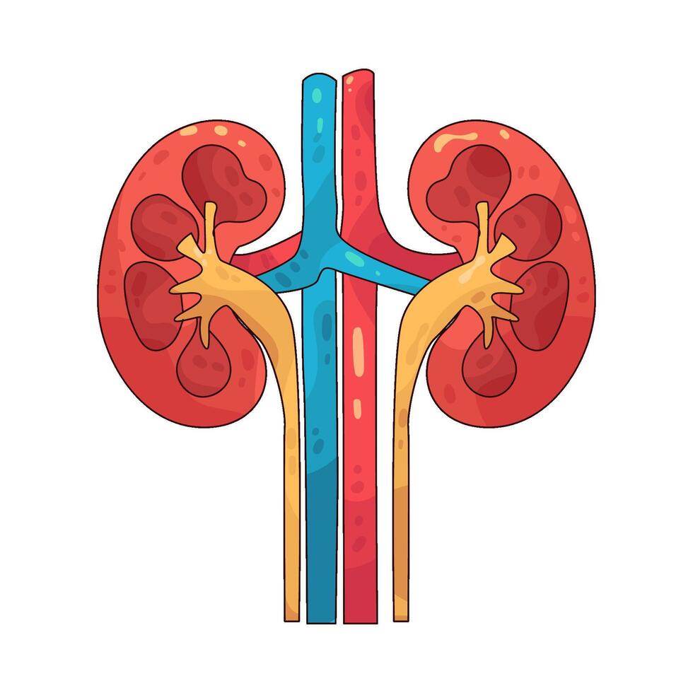 human kidney illustration vector