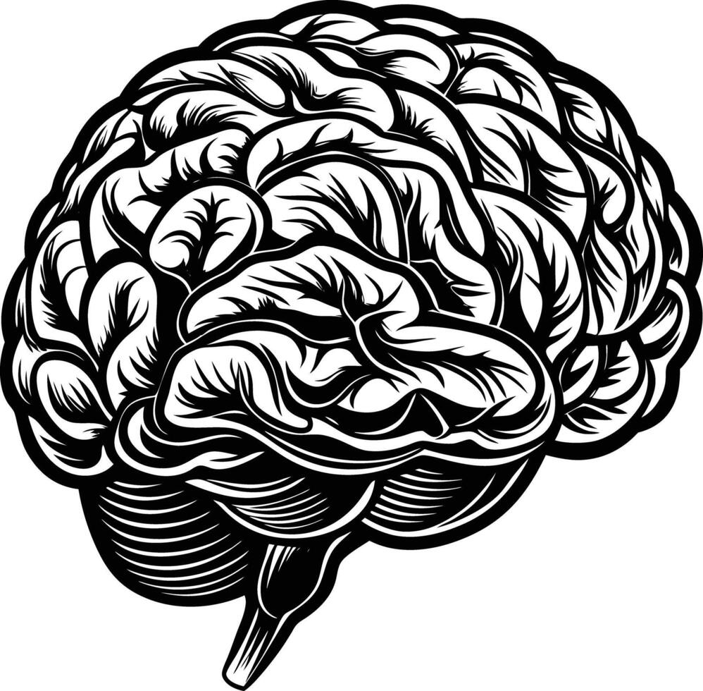 A drawing of a human brain vector