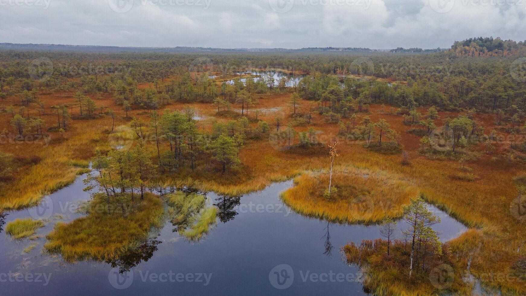 swamp landscape, lake on the swamp photo