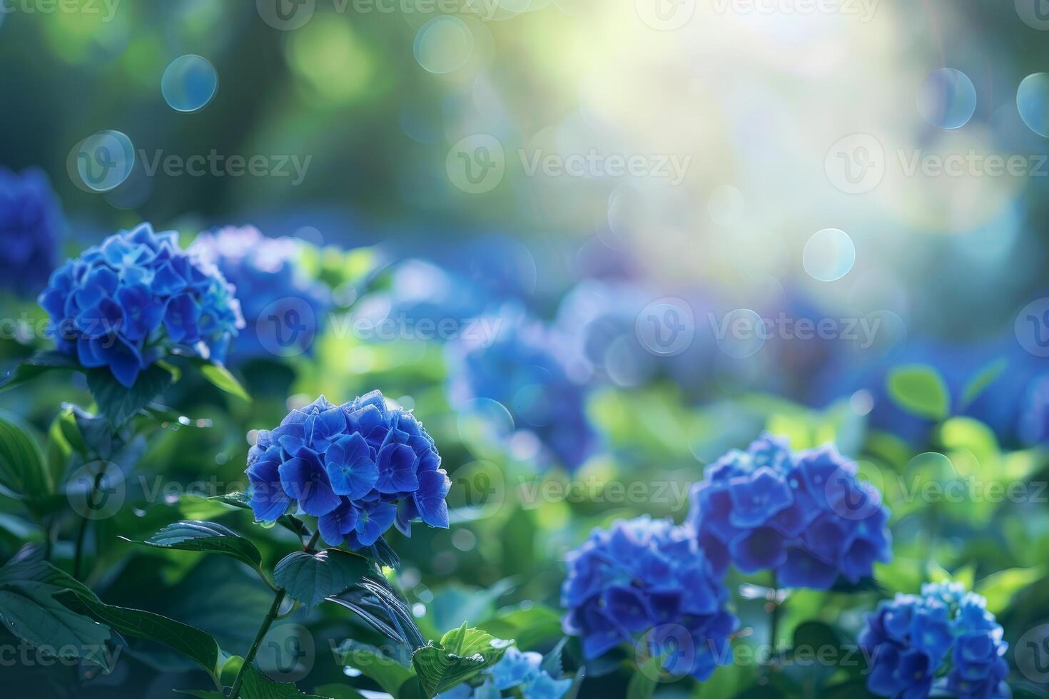 Beautiful blue hydrangeas blooming in backlit garden photo
