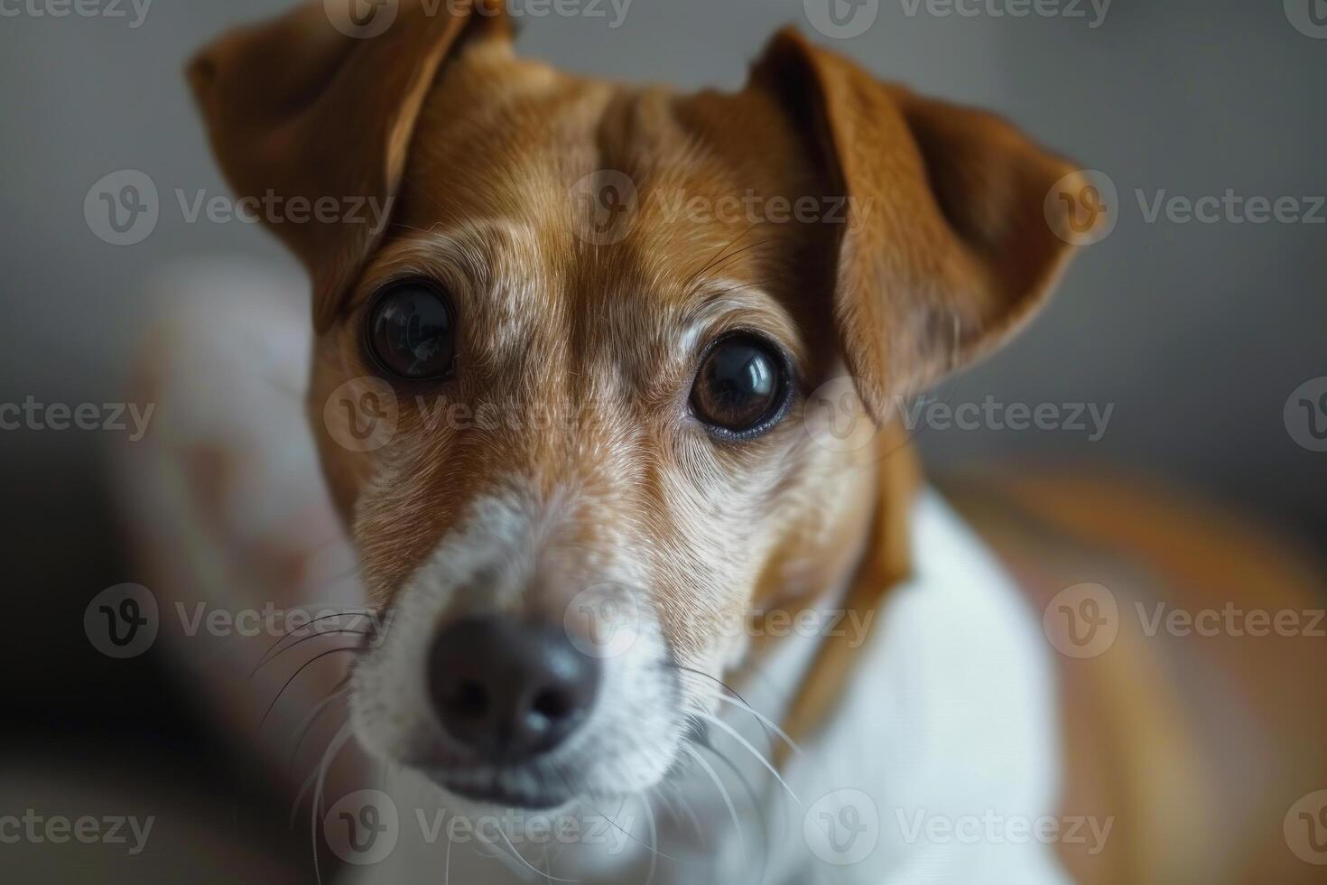 Adorable jack russell terrier posing for portrait, close up of charming pet photo