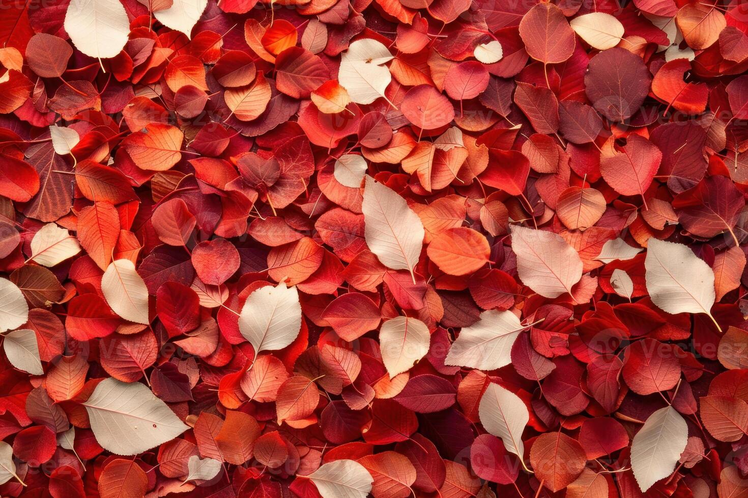 Red and white autumn leaves creating vibrant natural background photo