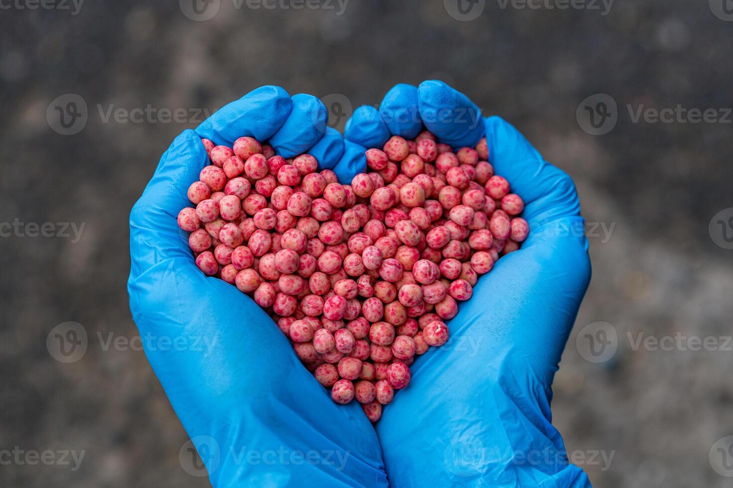 Close-up of a handful in the hands in the form of a heart etched soybean seeds photo