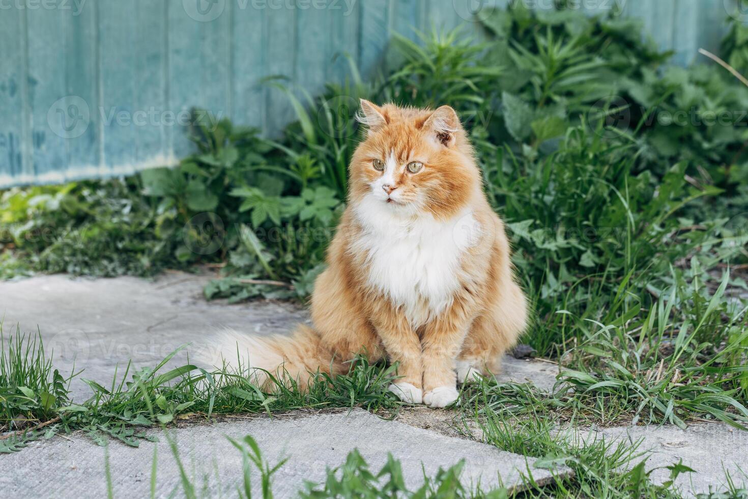 Portrait of a red cat against a green lawn. Red cat on a walk in good warm weather photo