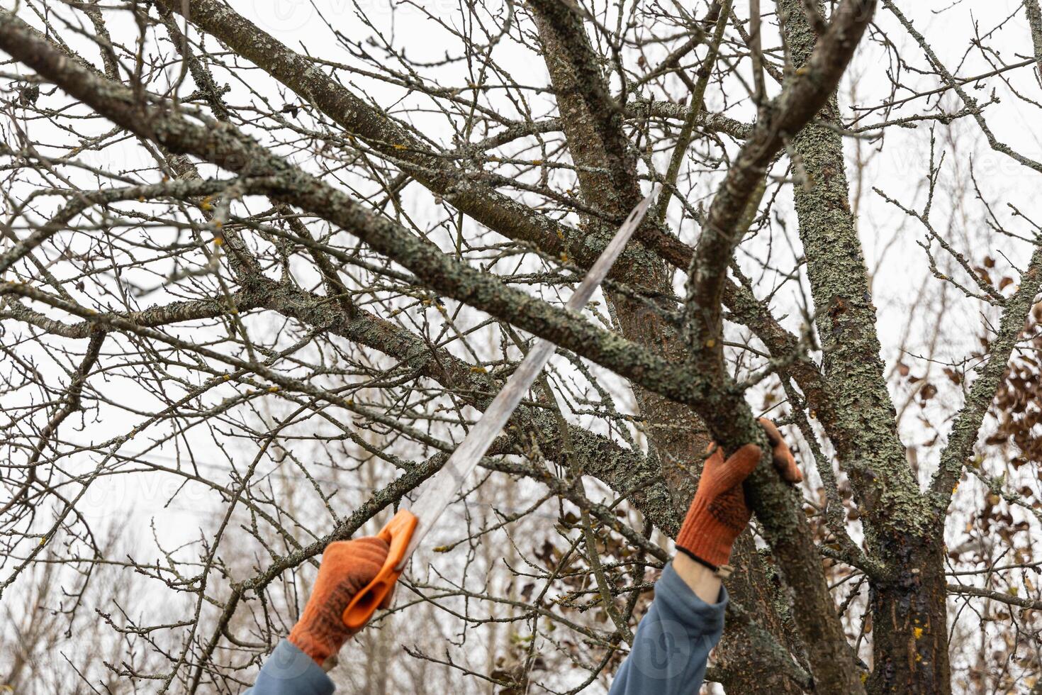 Pruning trees in an autumn garden. Close-up of hands with a saw cutting old branches. photo