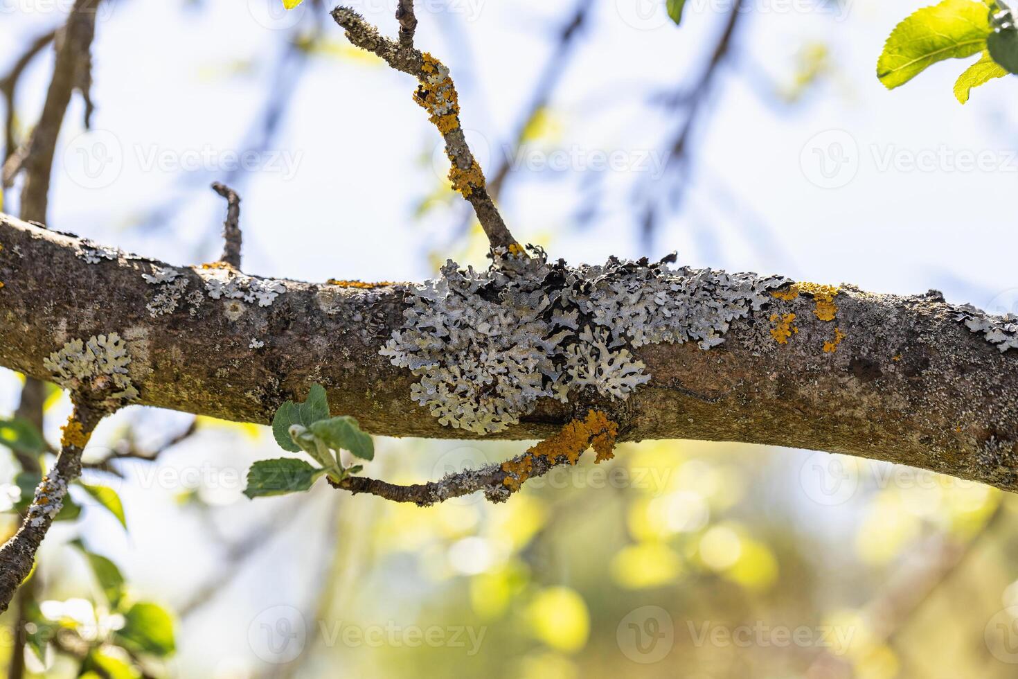 Gray and yellow lichen on the bark of an apple tree fruit tree photo