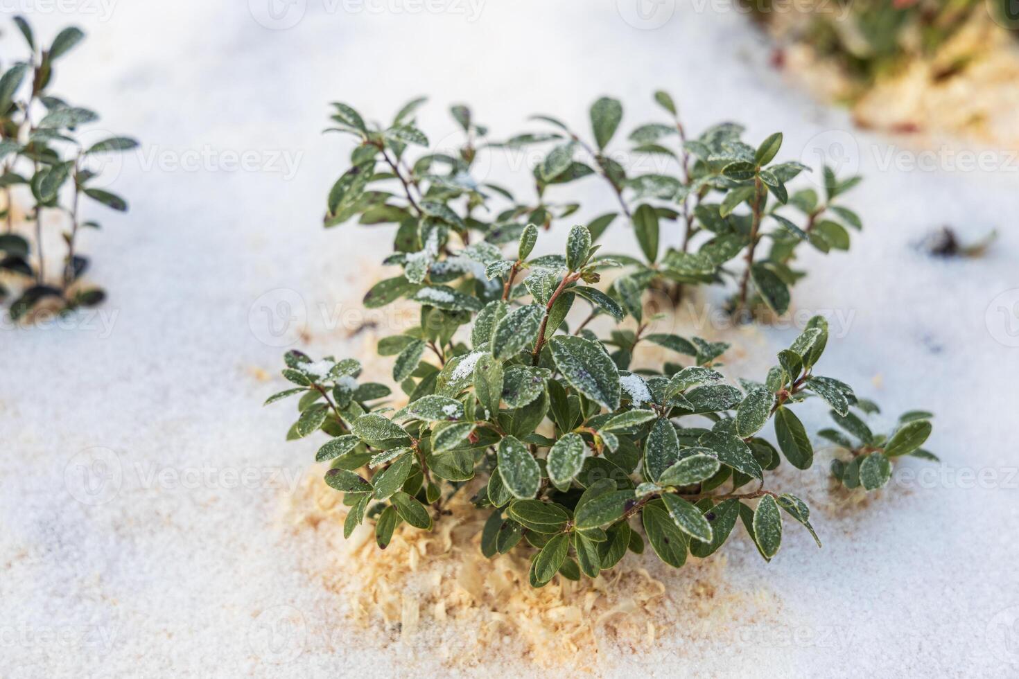 Vaccinium vitis idaea in the garden with berries under the snow photo