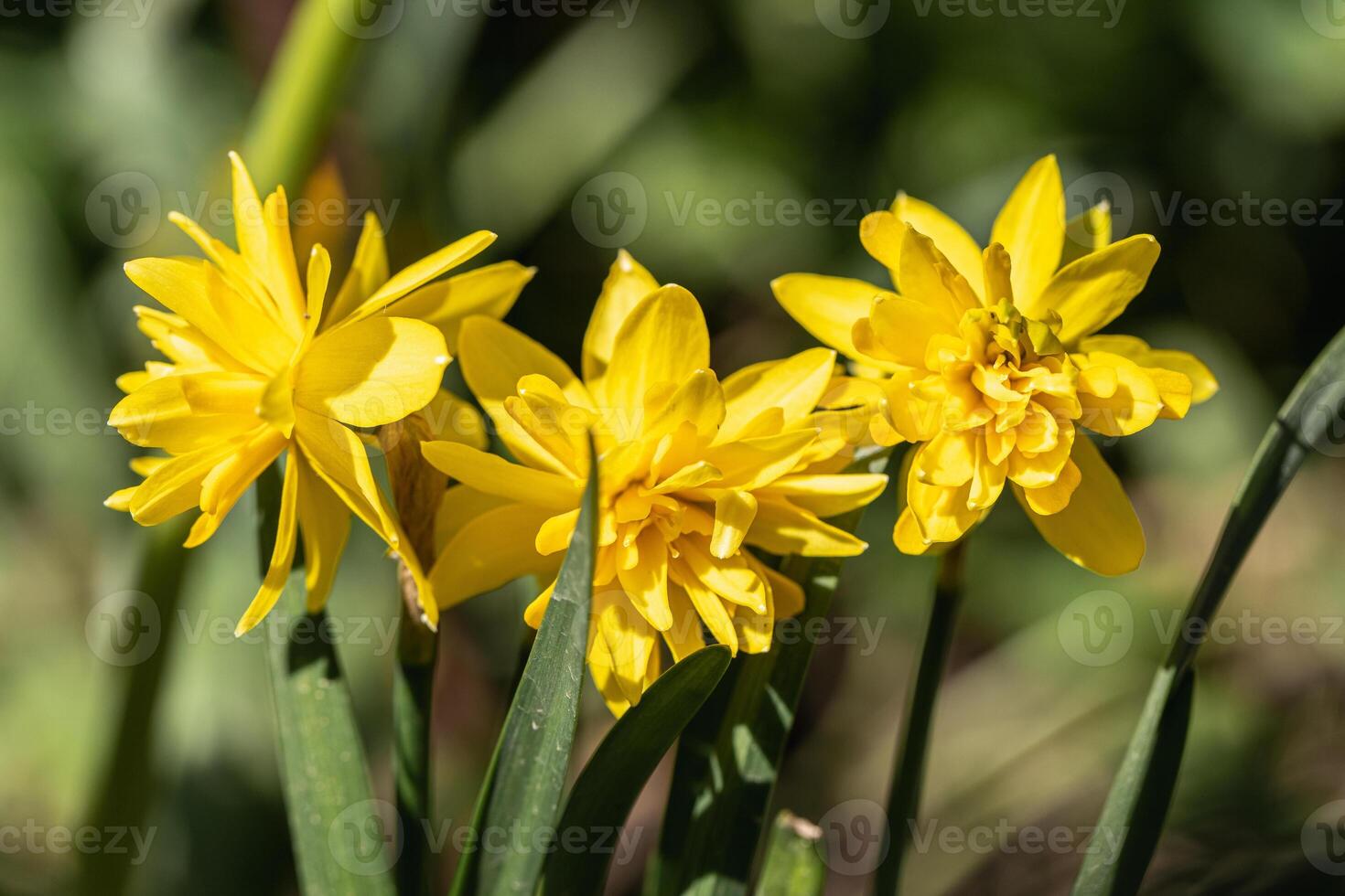 Yellow Double daffodils , Narcissus Rip Van Winkle bloom in a garden in April photo