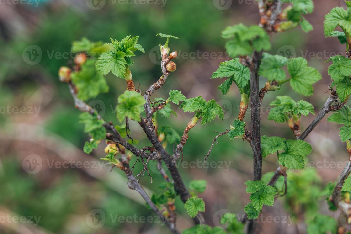 Blackcurrant Gall or Big Bud Mite pest. Infected enlarged round buds on young currant bush in Spring photo