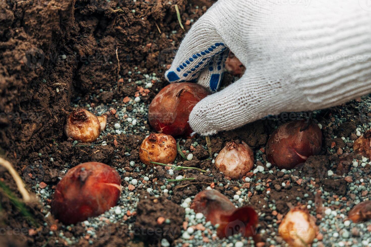 hands holding tulip bulbs before planting them in the ground photo