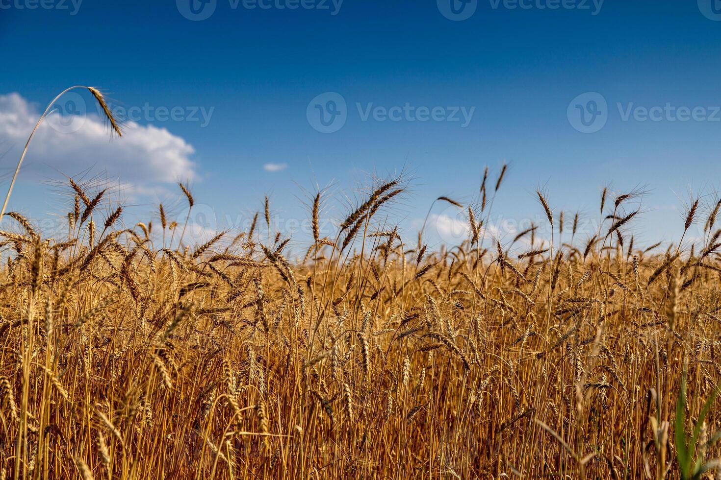 golden field with spikelets of ripe wheat photo