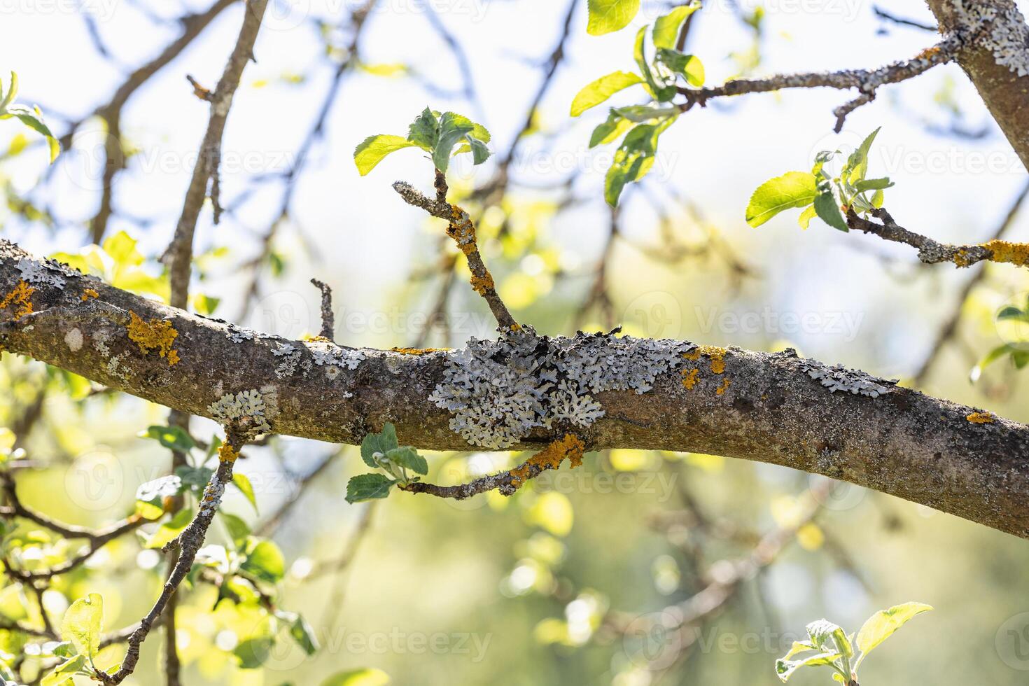 Gray and yellow lichen on the bark of an apple tree fruit tree photo