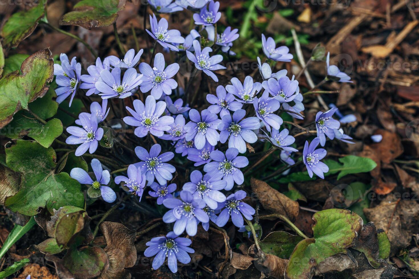 A clump of beautiful blue liverwort , Hepatica nobilis, one of spring's most magnificent flowers photo