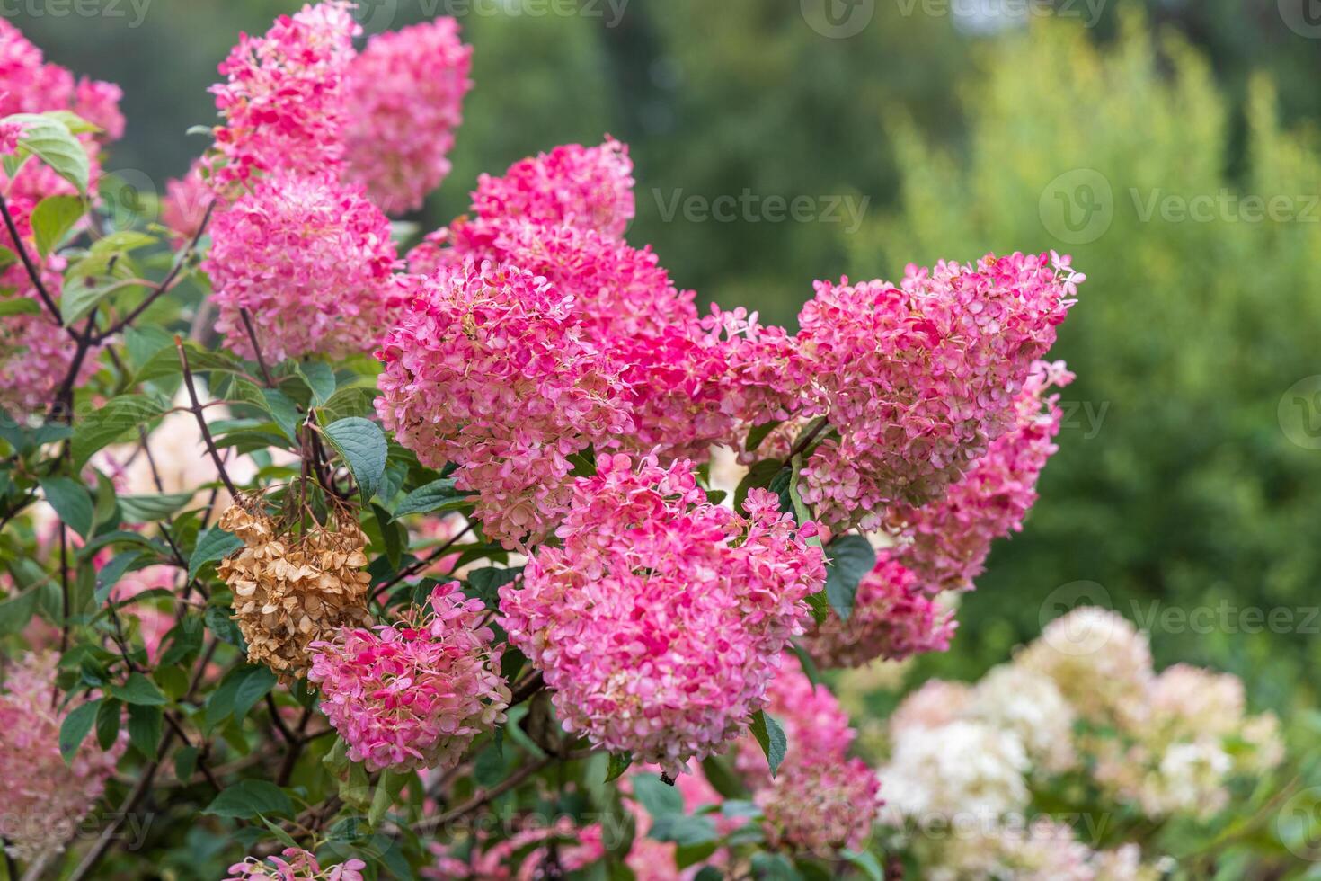 Hydrangea paniculata Vanille Fraise on a stem photo