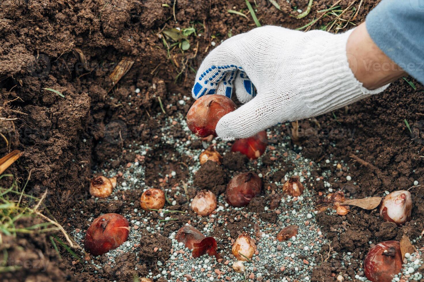 hands holding tulip bulbs before planting them in the ground photo