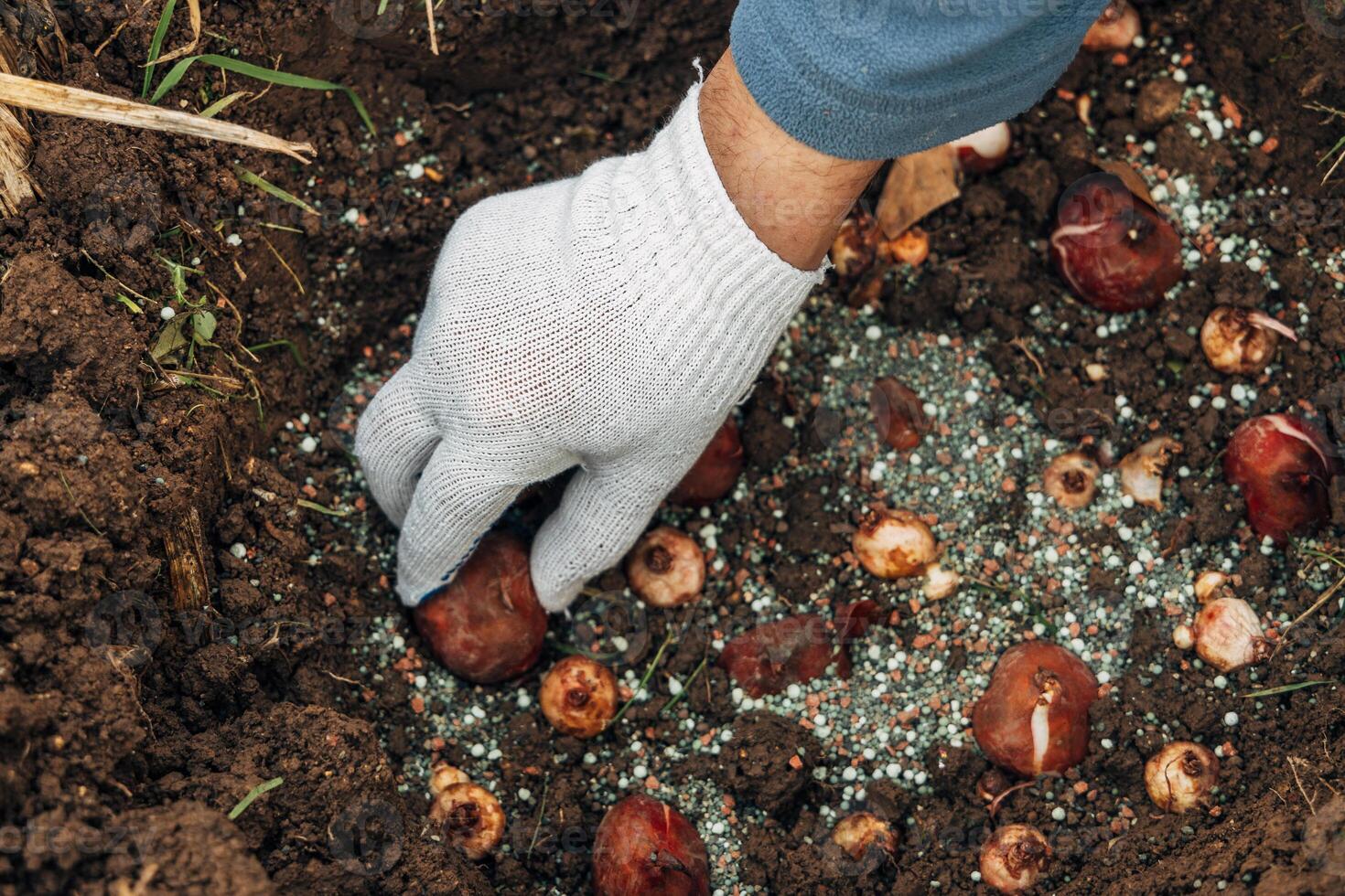hands holding tulip bulbs before planting them in the ground photo