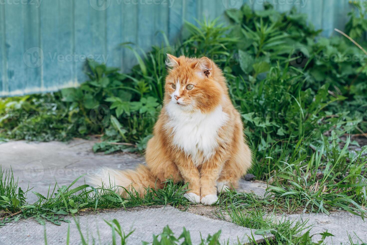 Portrait of a red cat against a green lawn. Red cat on a walk in good warm weather photo
