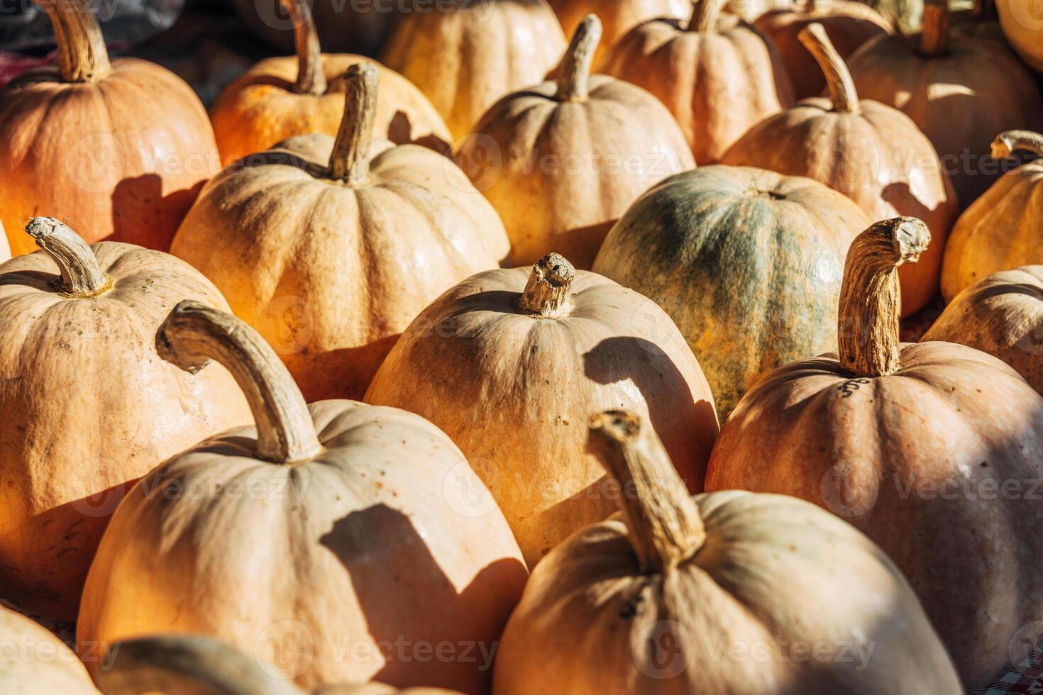 Pumpkins harvested crop squash orange yellow green multiple batch photo