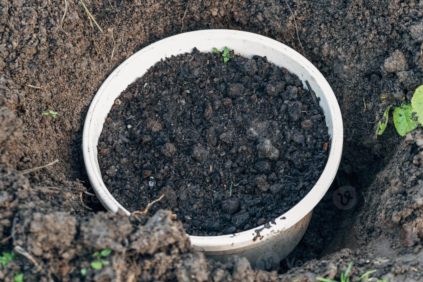 Winter digging of plants into pots in the ground photo