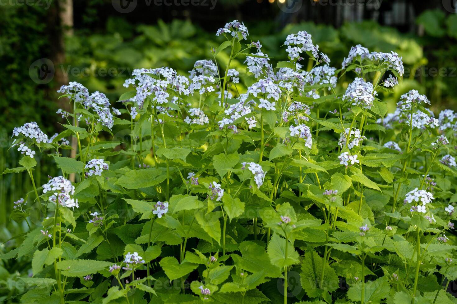 Brunnera macrophylla. Large green leaves and inflorescences with small blue flowers have formed continuous thickets. High quality photo