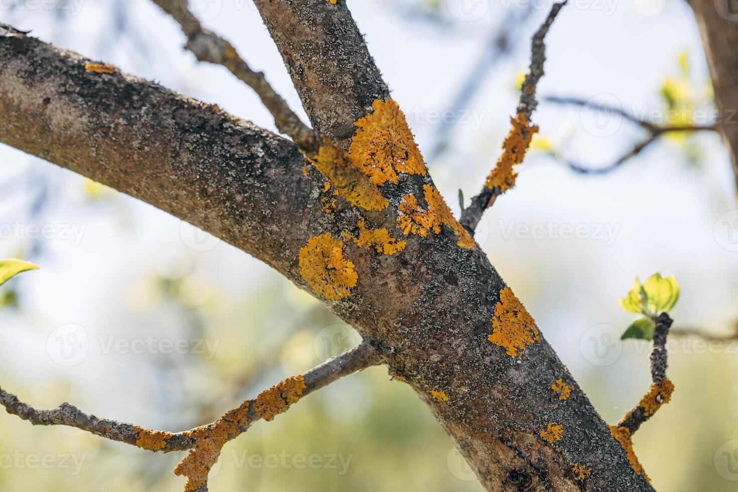 Yellow lichen on the bark of an apple tree photo