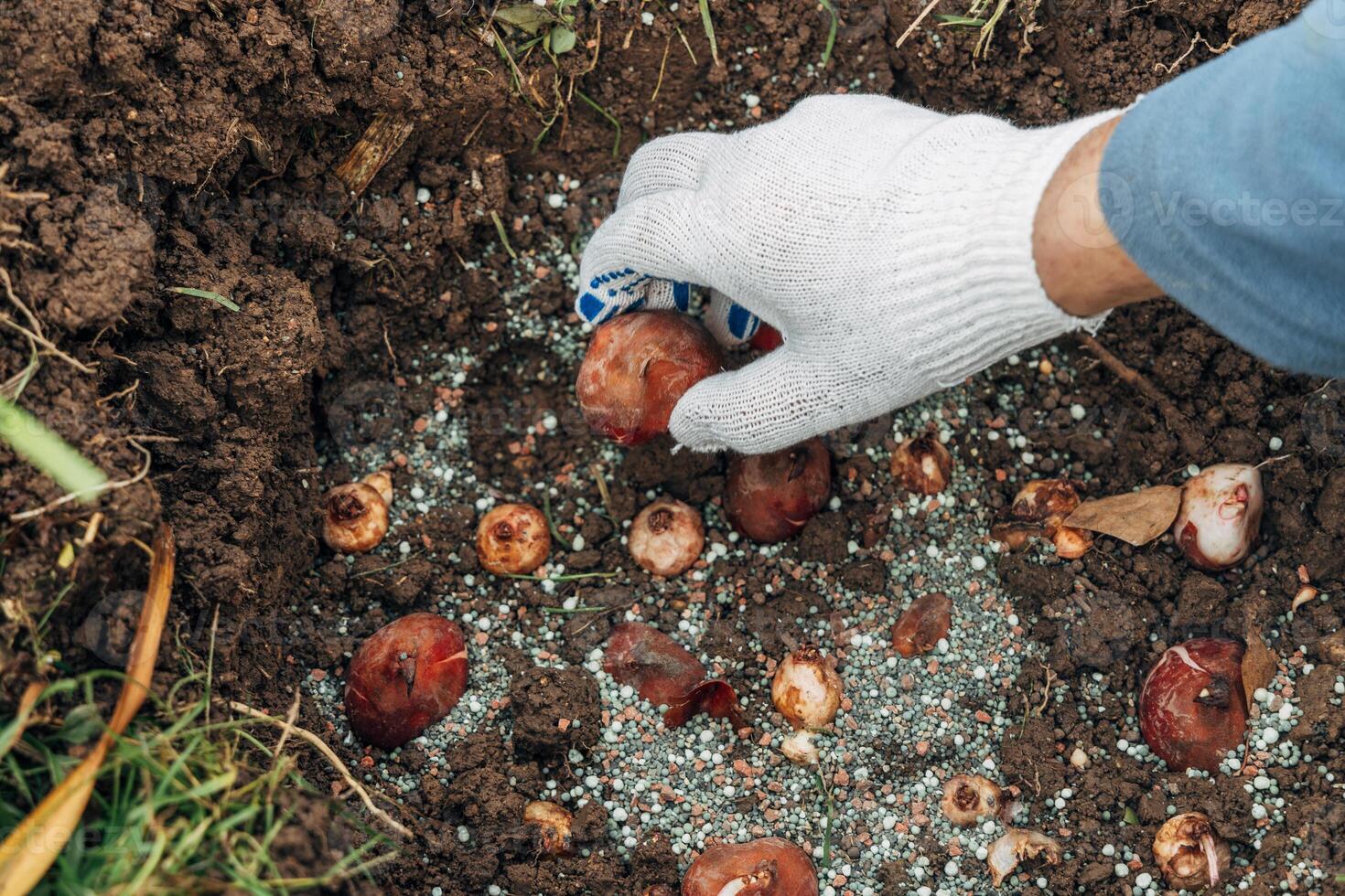 hands holding tulip bulbs before planting them in the ground photo