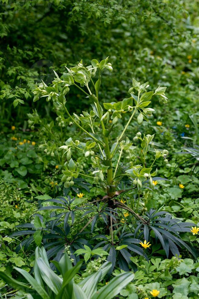 Helleborus foetidus grows and blooms in the garden in spring photo