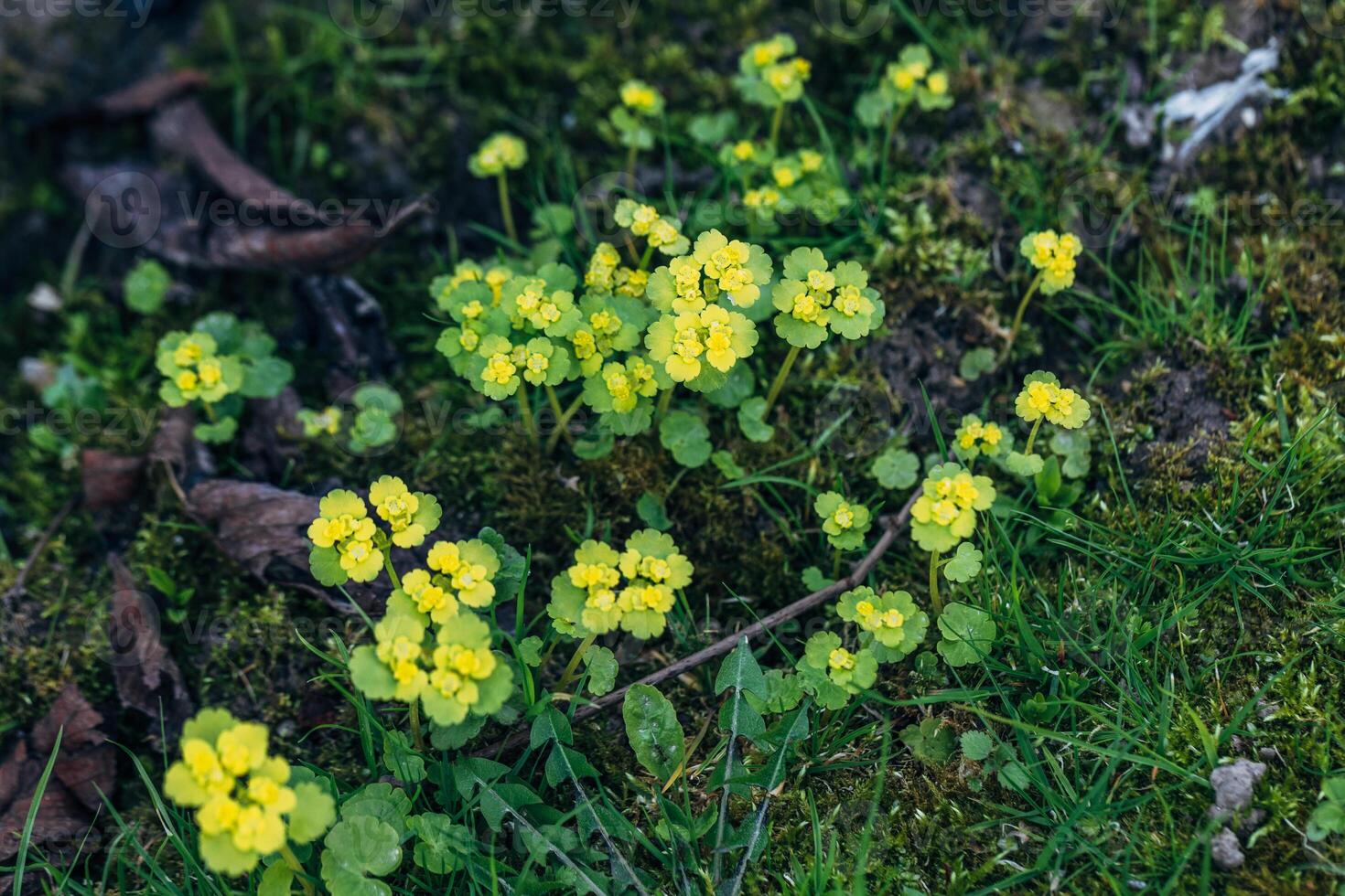 Chrysosplenium alternifolium blooms in the wild in spring photo