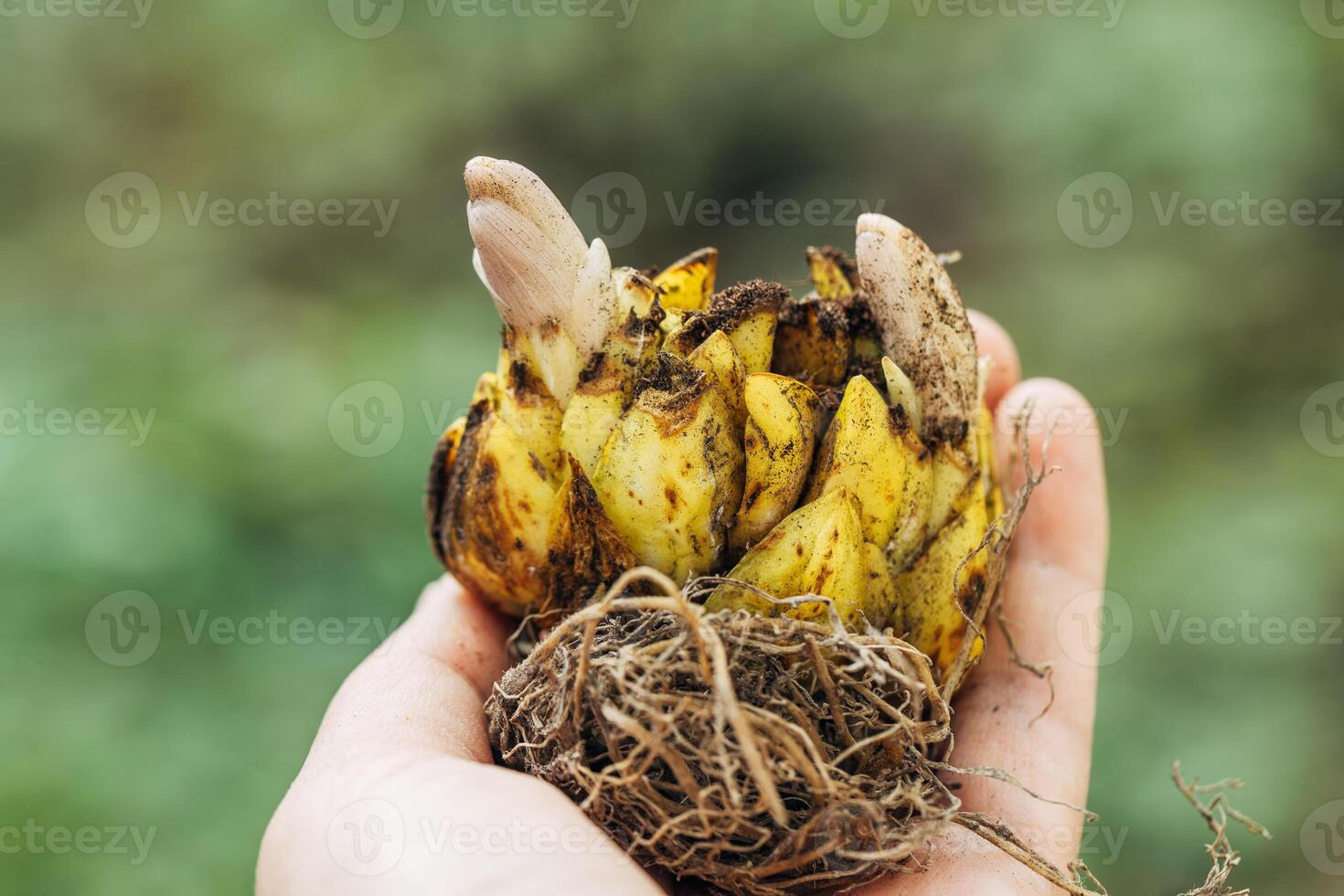 Lily bulb with sprout in hand photo