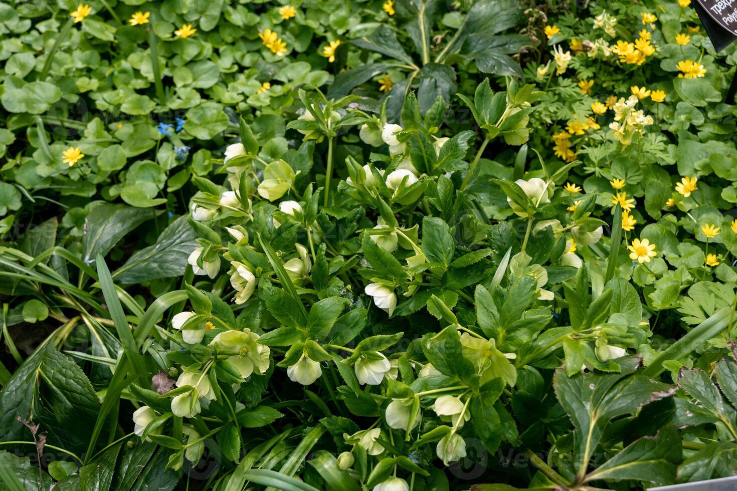 Helleborus foetidus grows and blooms in the garden in spring photo