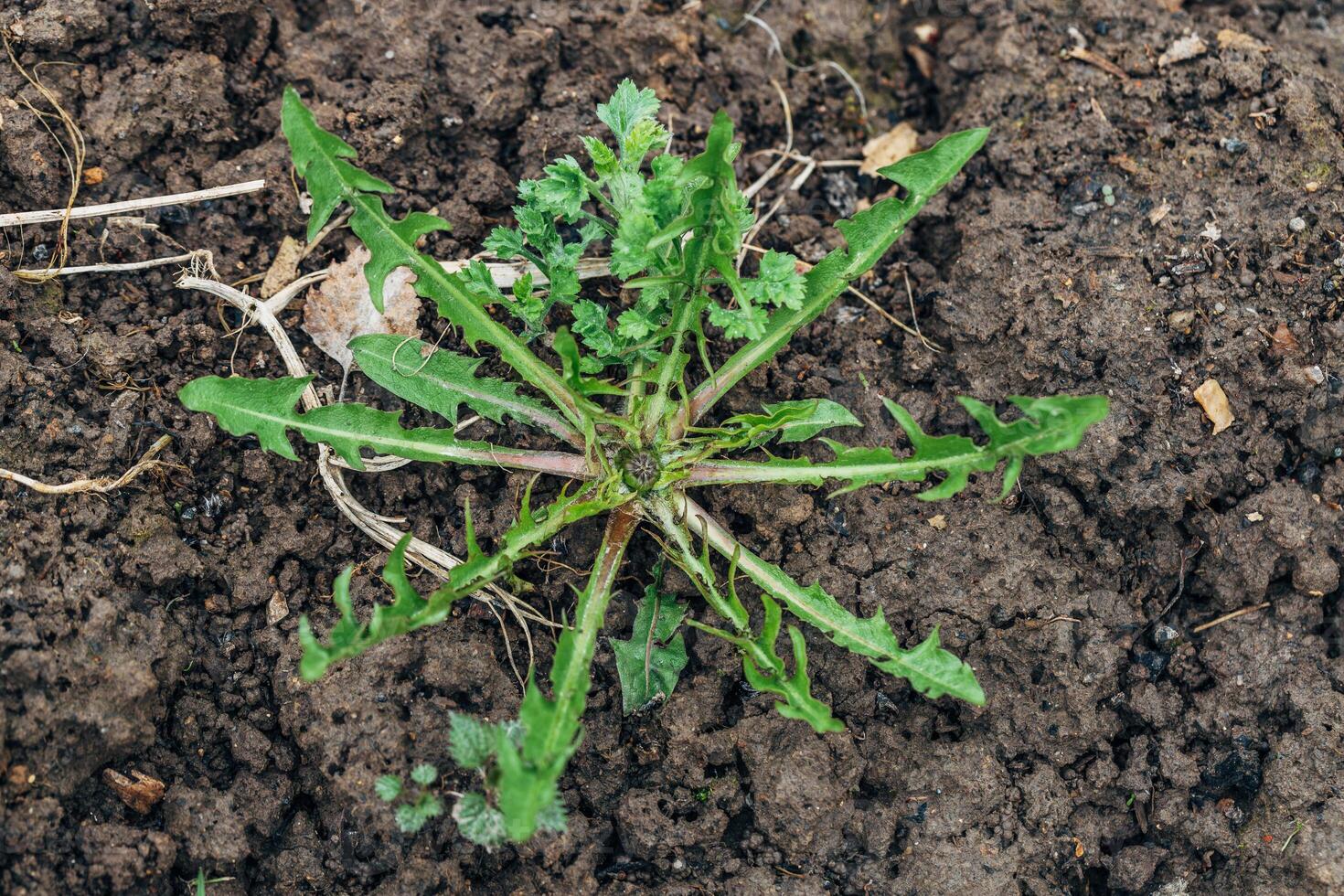 green leaves of dandelion, persistent weed in the lawn photo