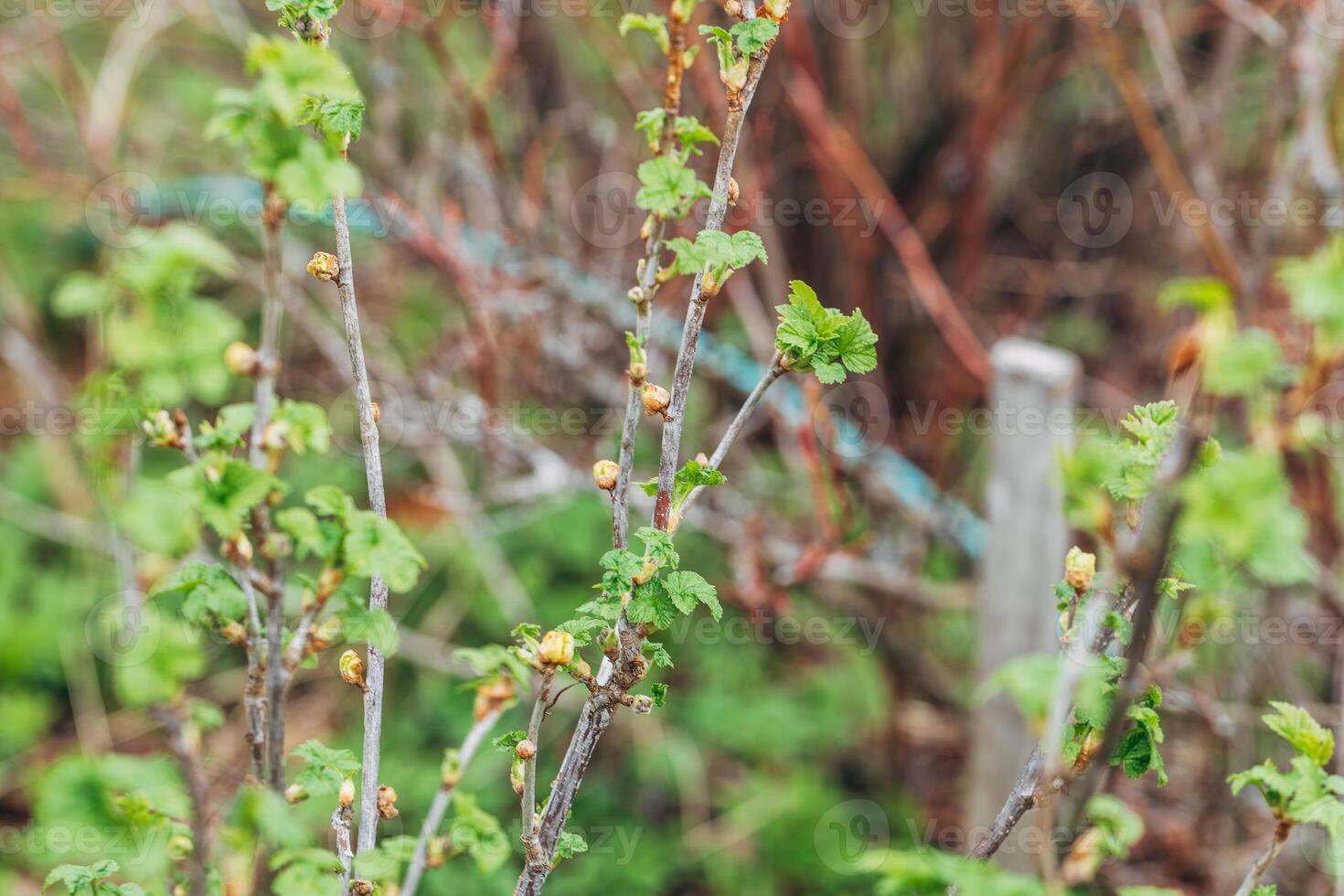 Blackcurrant Gall or Big Bud Mite pest. Infected enlarged round buds on young currant bush in Spring photo