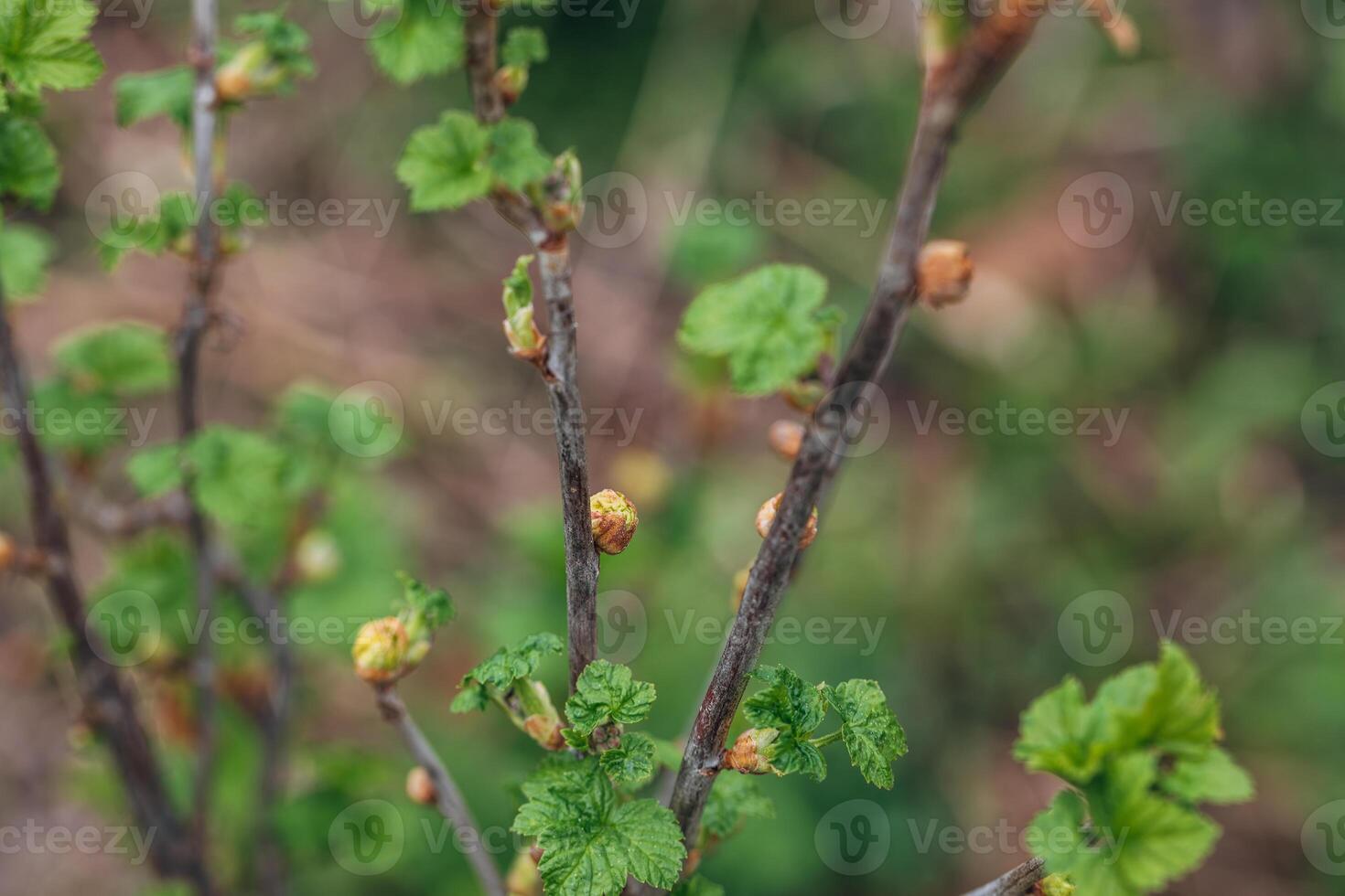 Blackcurrant Gall or Big Bud Mite pest. Infected enlarged round buds on young currant bush in Spring photo