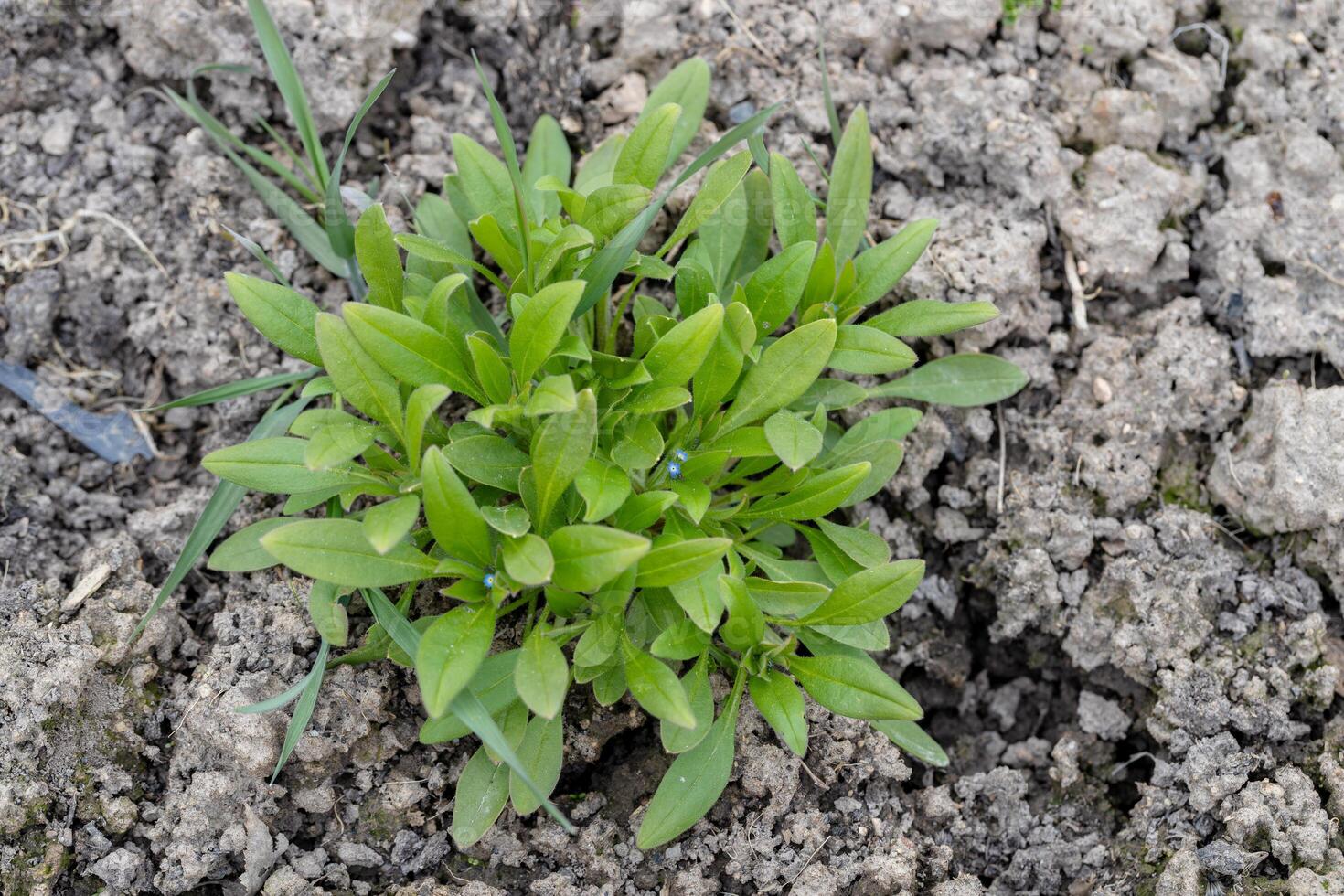 Forget-me-nots , Myosotis arvensis blue Flowers. Rosette of the weed Forget-me-not Marsh semperflorens photo