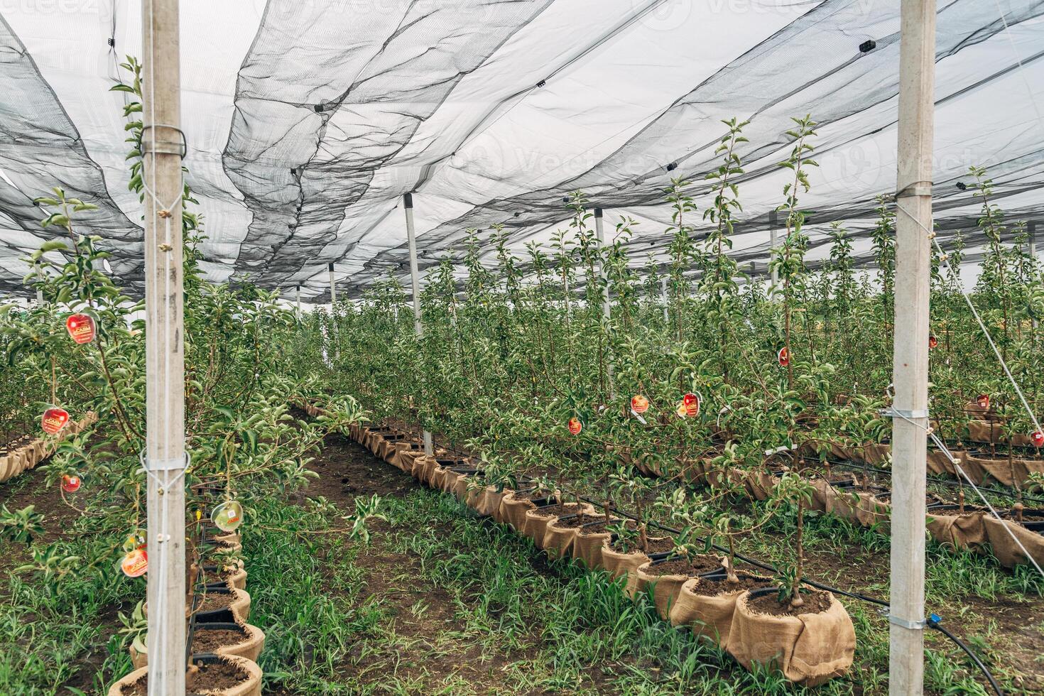 The fruit tree nursery is covered with a protective net photo