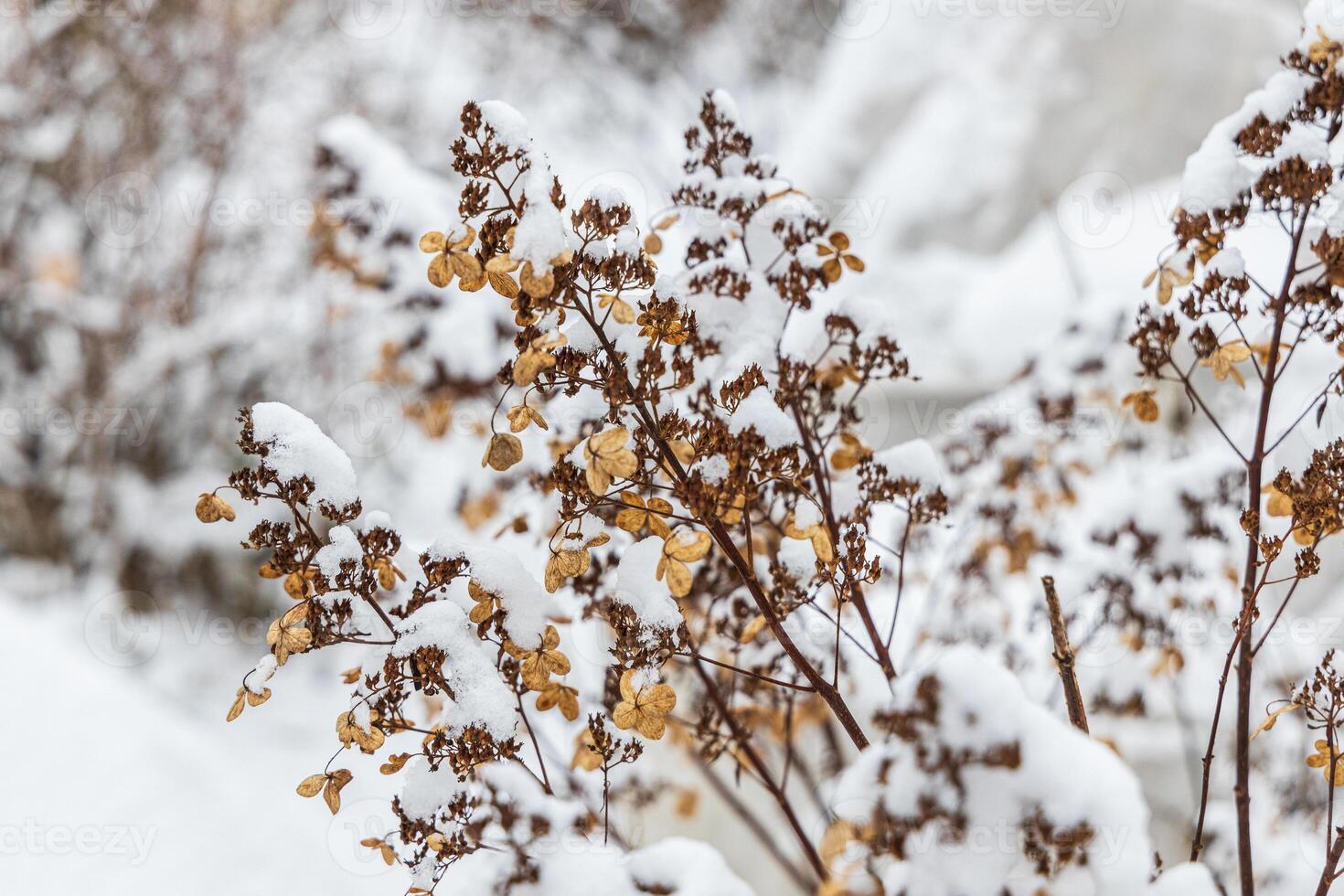 The withered inflorescences of a hydrangea are covered with snow. photo