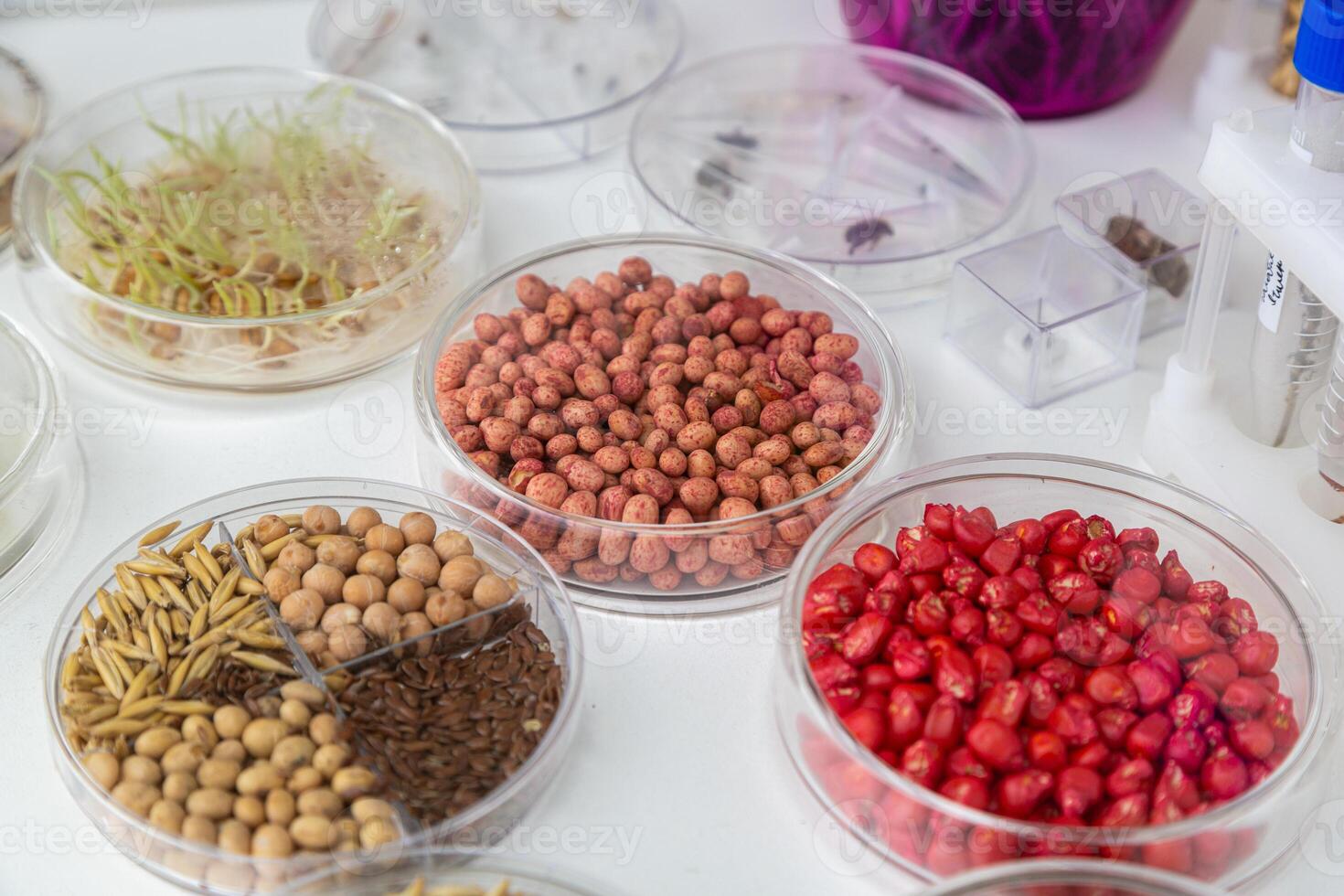 Close-up of genetically modified seeds in Petri dishes for laboratory studies photo
