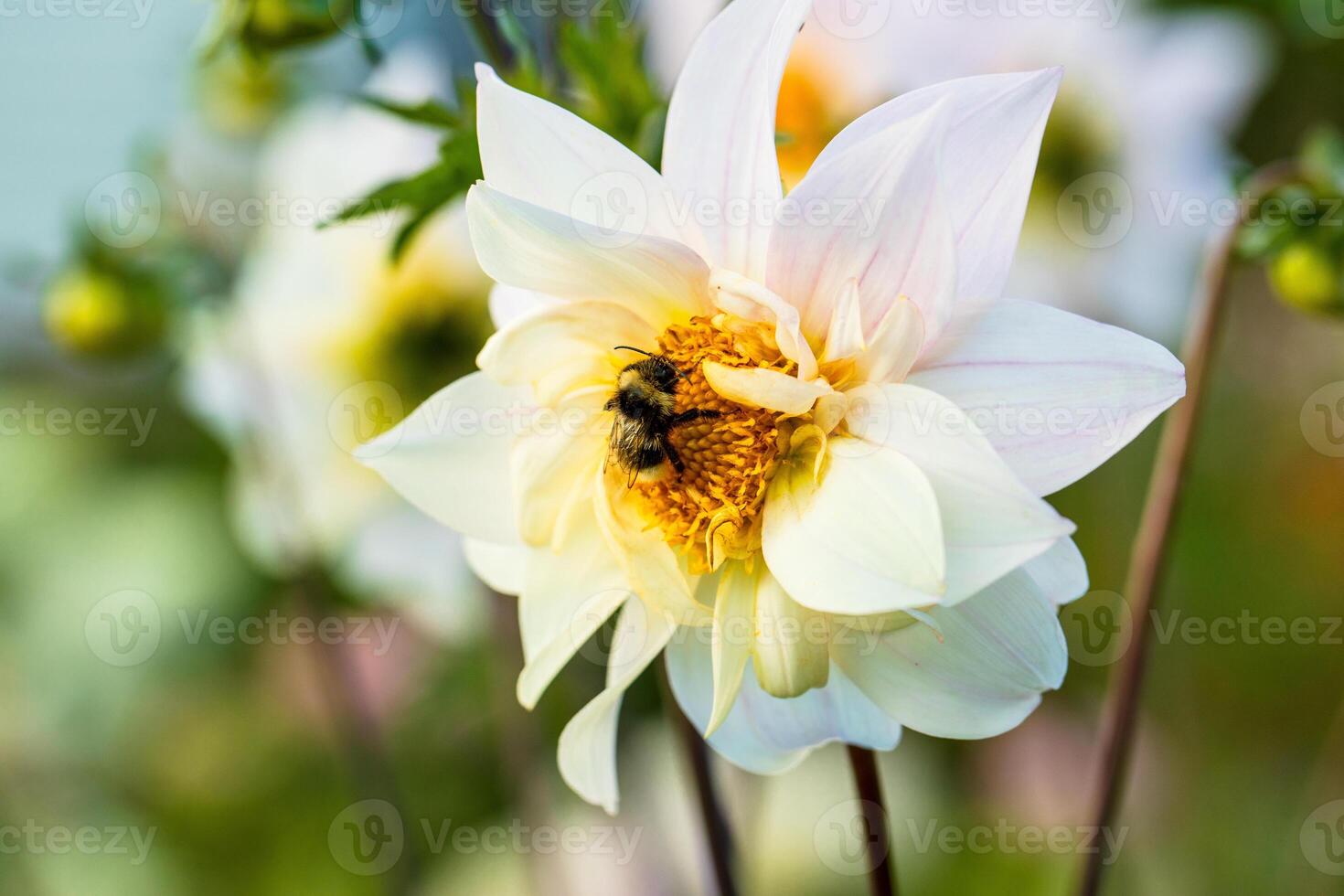 Close up of dahlia flower and bumblebee in garden photo