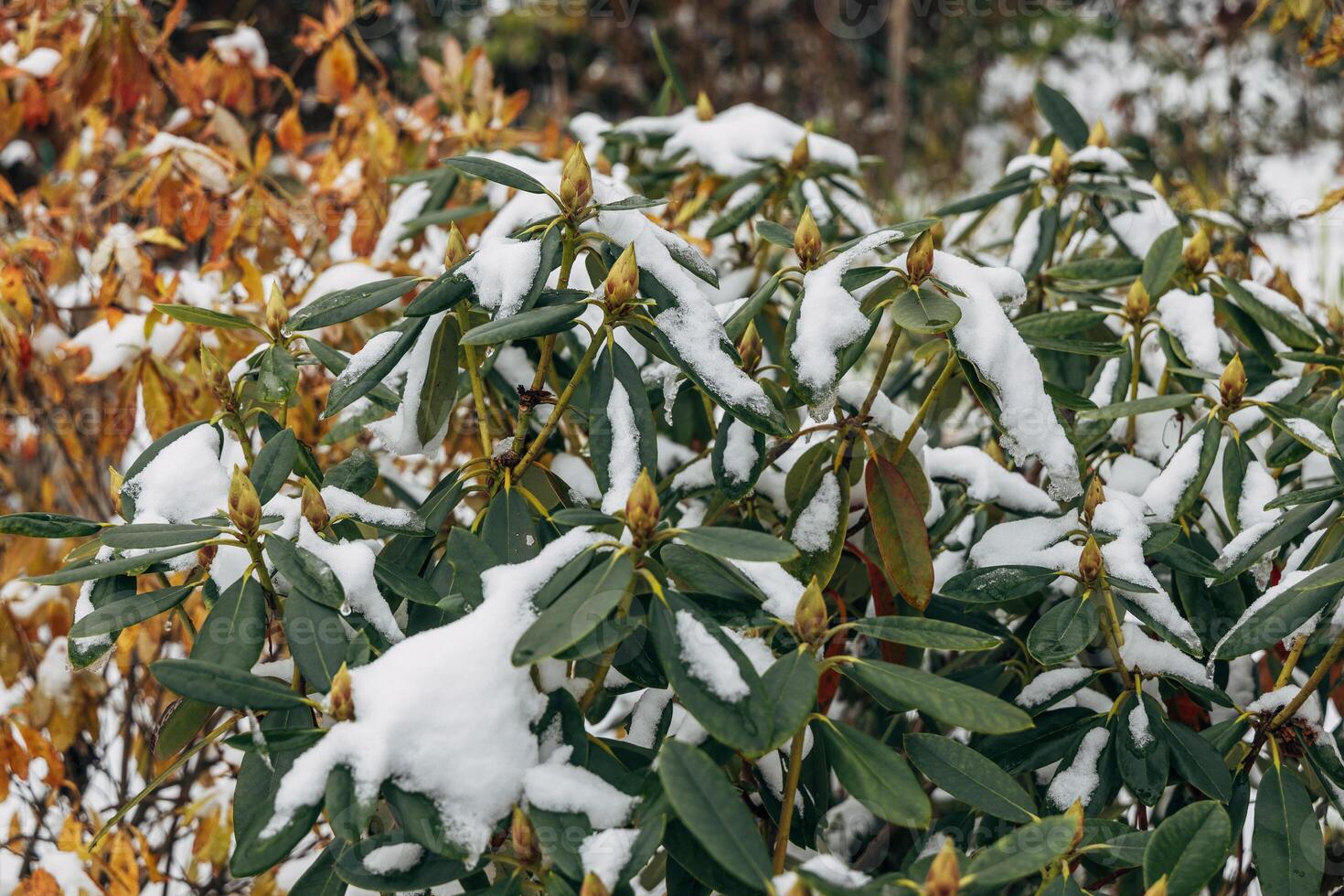 Rhododendron covered with frost and snow in winter photo