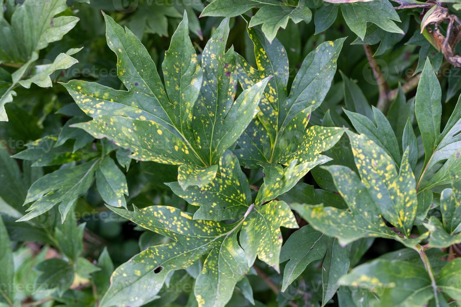 Close up of a leaf affected by peony tobacco rattle virus or ringspots , Tobravirus TRV. The yellow mottling varies in severity from year to year. photo