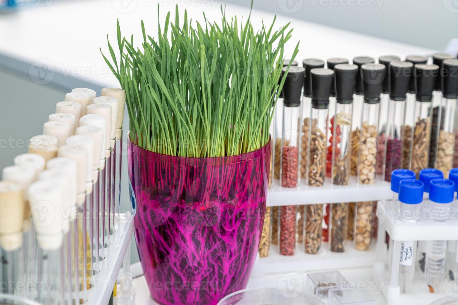 wheat sprouts sprouted in a transparent jar in soil, roots visible photo